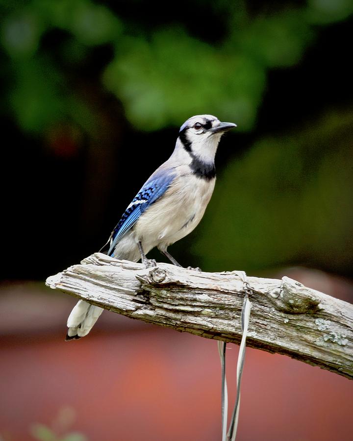 Beautiful Backyard Blue Jay Photograph by Carol Bradley