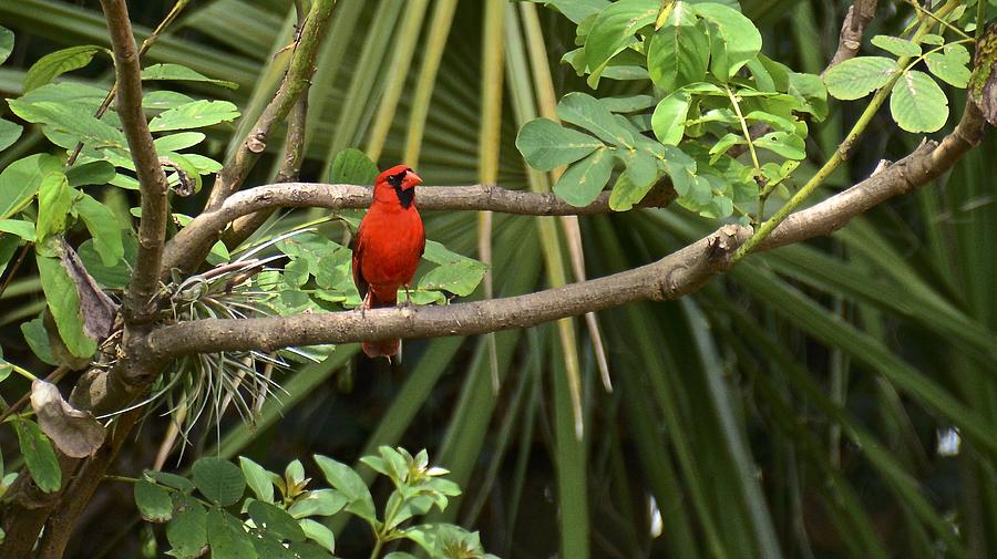 Beautiful Backyard Cardinal Photograph by Carol Bradley
