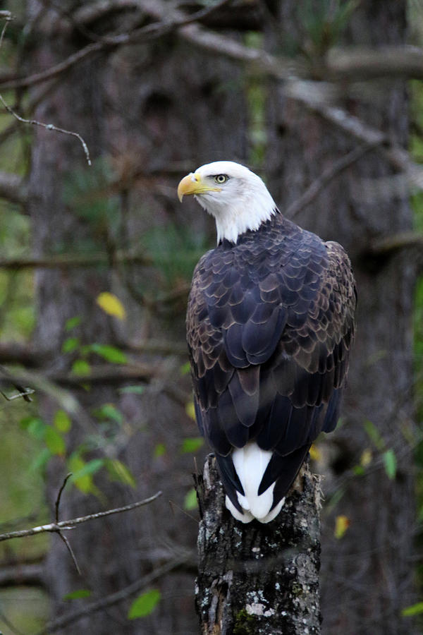 Beautiful Bald Eagle Photograph by Brook Burling