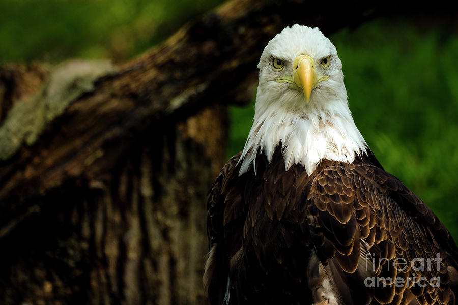 Beautiful bald eagle portrait Photograph by Sam Rino