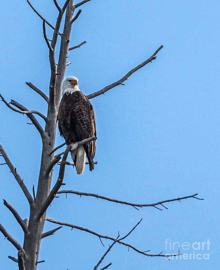 Beautiful Bald Eagle Photograph by Robert Bales