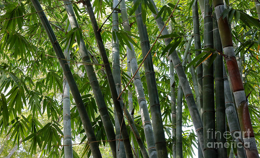 Beautiful Bamboo Photograph by Carol Groenen