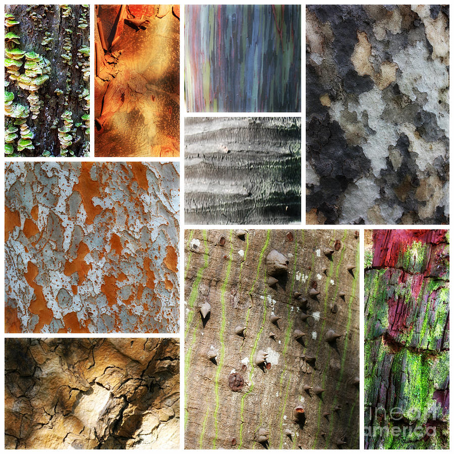 Beautiful Bark Collage Photograph by Carol Groenen