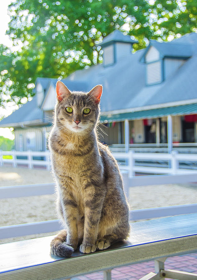 Beautiful Barn Cat  At The Kentucky  Horse Park Lexington  