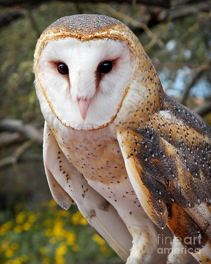 Beautiful Barn Owl Photograph