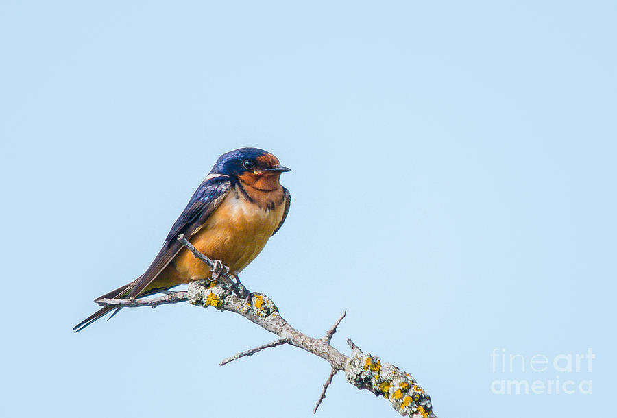 Beautiful Barn Swallow Photograph by Cheryl Baxter