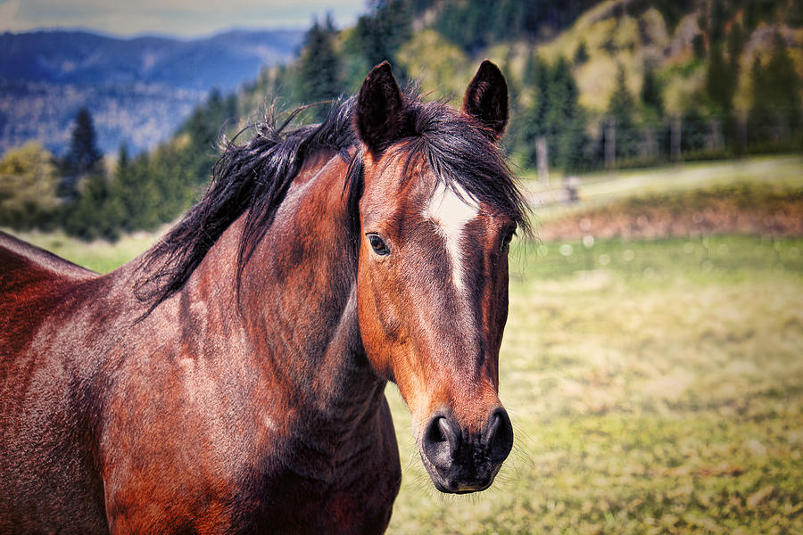 Beautiful Bay Horse In Pasture Photograph by Tracie Schiebel