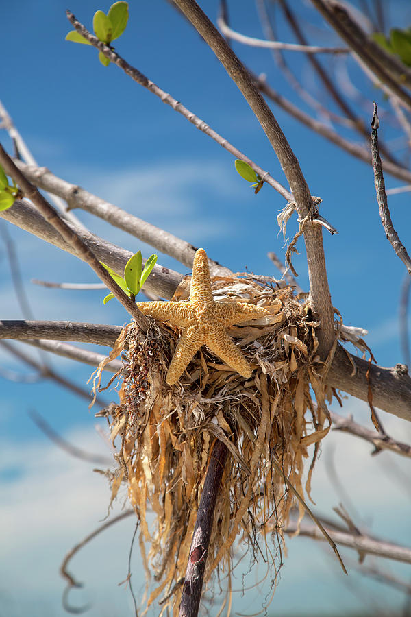 Starfish Photograph - Beautiful Beach Day by Betsy Knapp Starfish Photograph - Beautiful Beach Day by Betsy Knapp