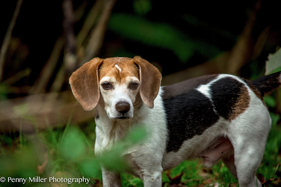 beautiful Beagle Photograph by Penny Miller