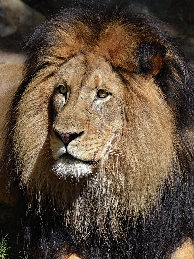Beautiful Beast the King Photograph by Ronda Ryan