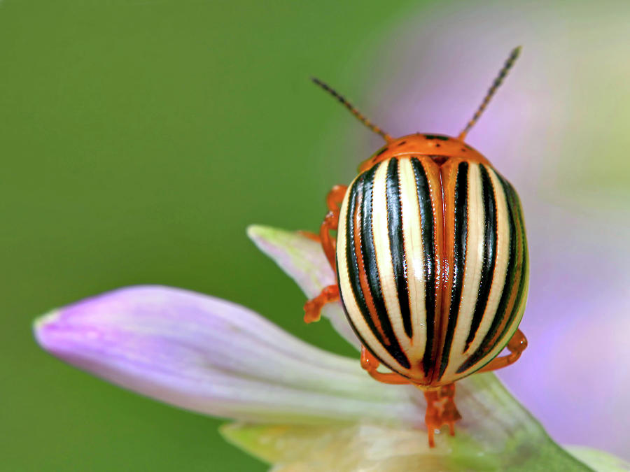 Beautiful Beetle Photograph by Carolyn Derstine