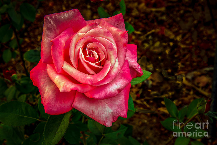 Beautiful Bicolor Rose Photograph by Robert Bales