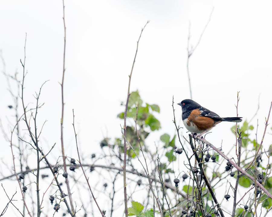 Spring Photograph - Beautiful Bird by Rebecca Cozart