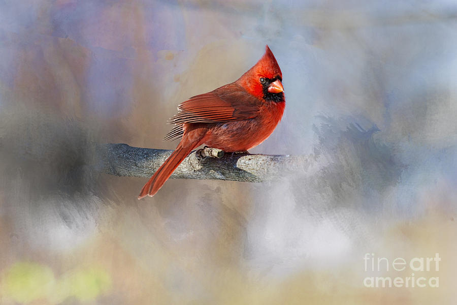 Beautiful bird, the male cardinal Photograph by Dan Friend
