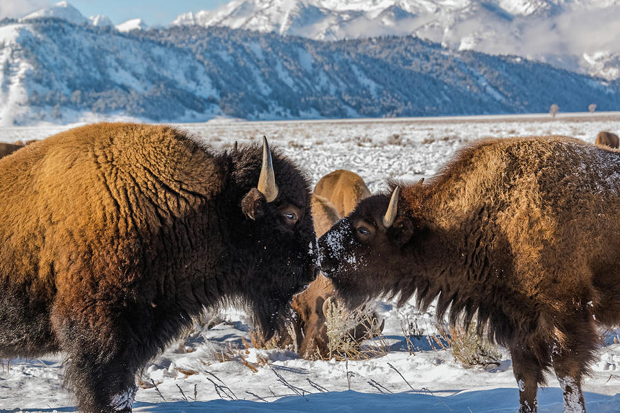 Beautiful Bison Love Photograph by Yeates Photography