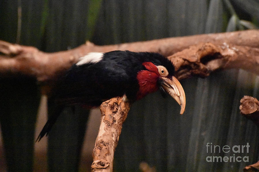 Beautiful Black and Red Feathers on a Bird with a Hooked Beak Photograph by DejaVu Designs