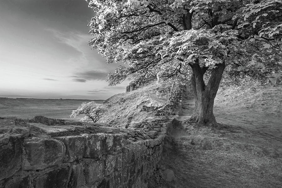 Black And White Photograph - Beautiful black and white landscape image of Sycamore Gap at Had by Matthew Gibson