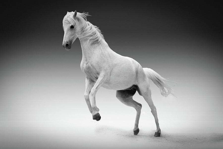 Animal Photograph - Beautiful Black And White Stallion Horse Art Prints by Wall Art Prints