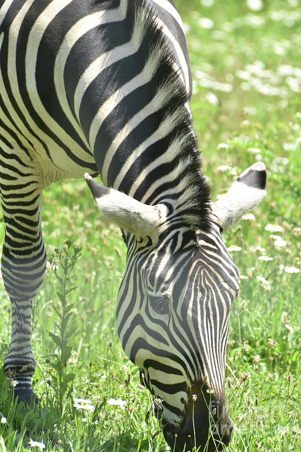 Beautiful Black and White Striped Zebra in Africa Photograph by DejaVu Designs