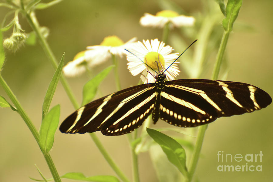 Beautiful Black and White Zebra Butterfly on a Leaf Photograph by DejaVu Designs