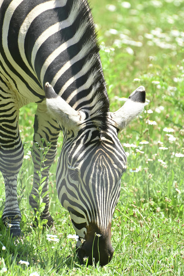 Beautiful Black and White Zebra in Nature Photograph by DejaVu Designs
