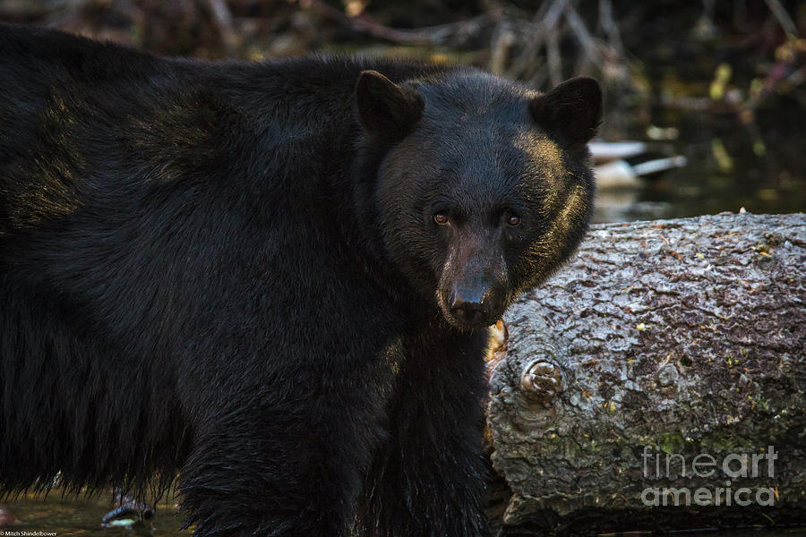 Wildlife Photograph - Beautiful Black Bear by Mitch Shindelbower