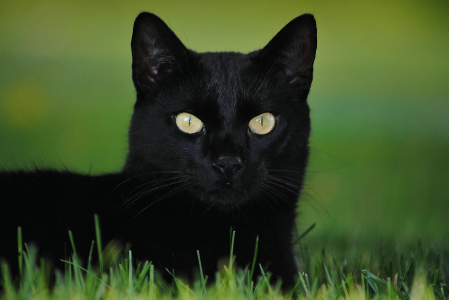 Animal Photograph - Beautiful Black Cat by Linda Howes