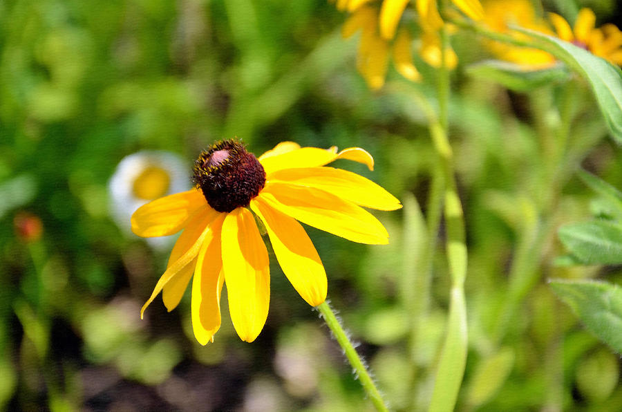 Beautiful Black Eyed Susan 3 Painting by Jeelan Clark - Fine Art America