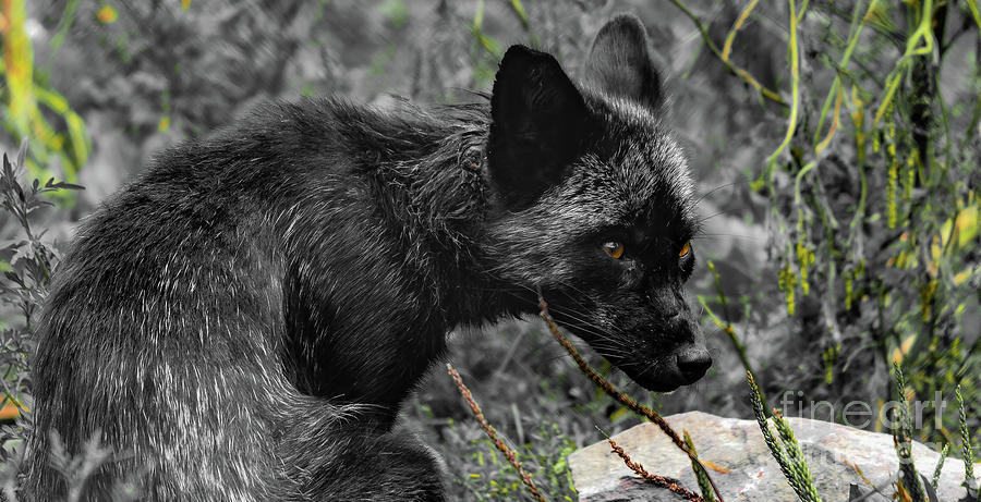 Beautiful Black Fox Photograph by Sam Rino