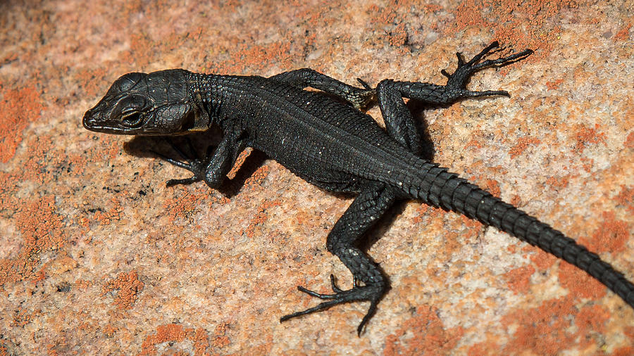 Beautiful black lizard Photograph by Claudio Maioli