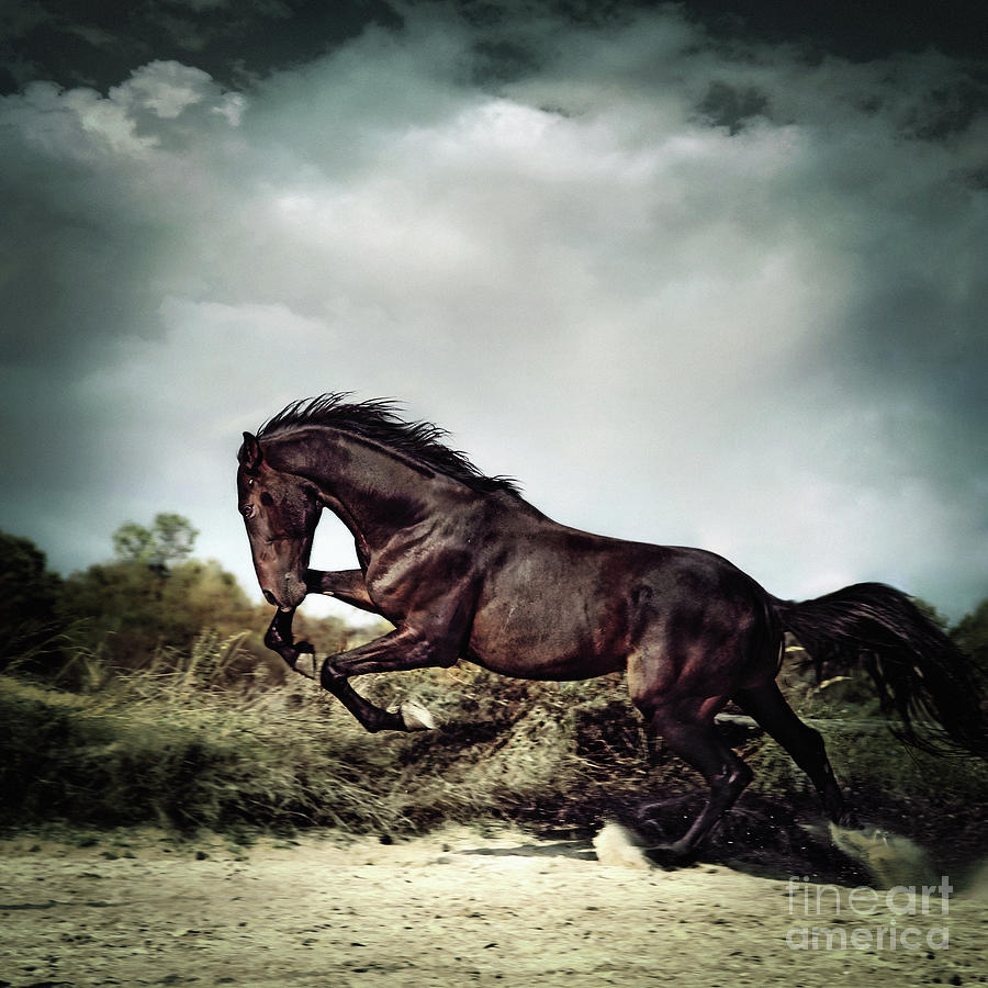 Beautiful black stallion horse running on the stormy sky Photograph by Dimitar Hristov