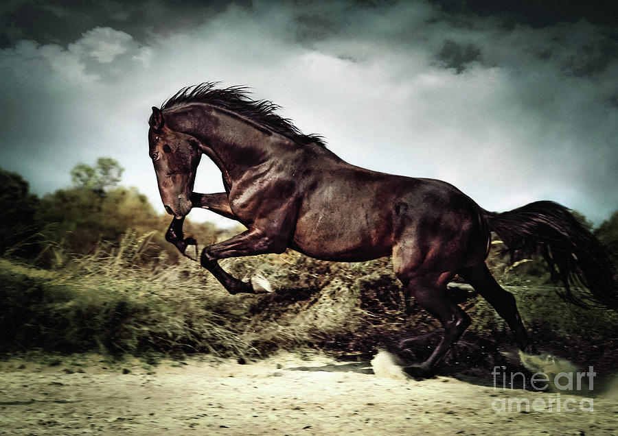 Premium AI Image | A black horse with long hair and a long mane is  galloping on a black background.