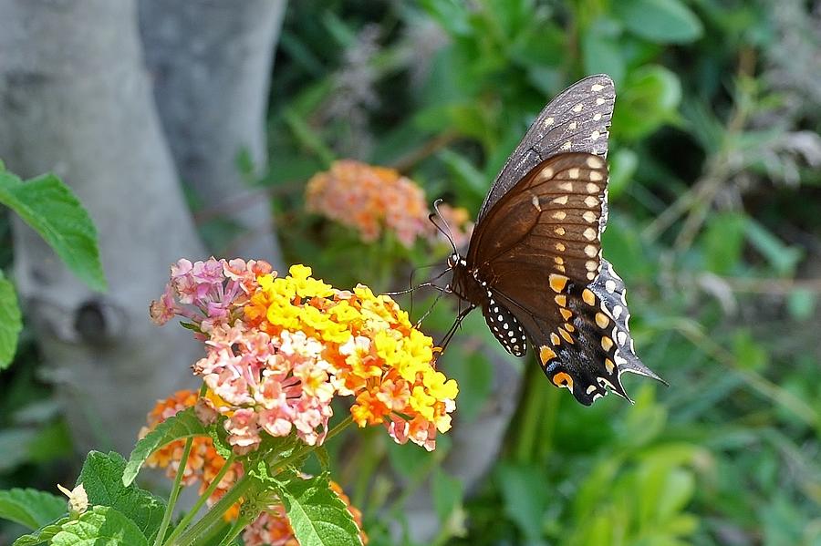 Beautiful Black Swallowtail Butterfly Photograph by Kim Bemis