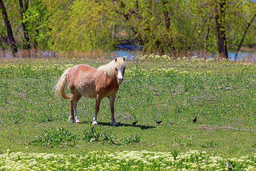 Beautiful Blond Horse And Four Little Birdies Photograph