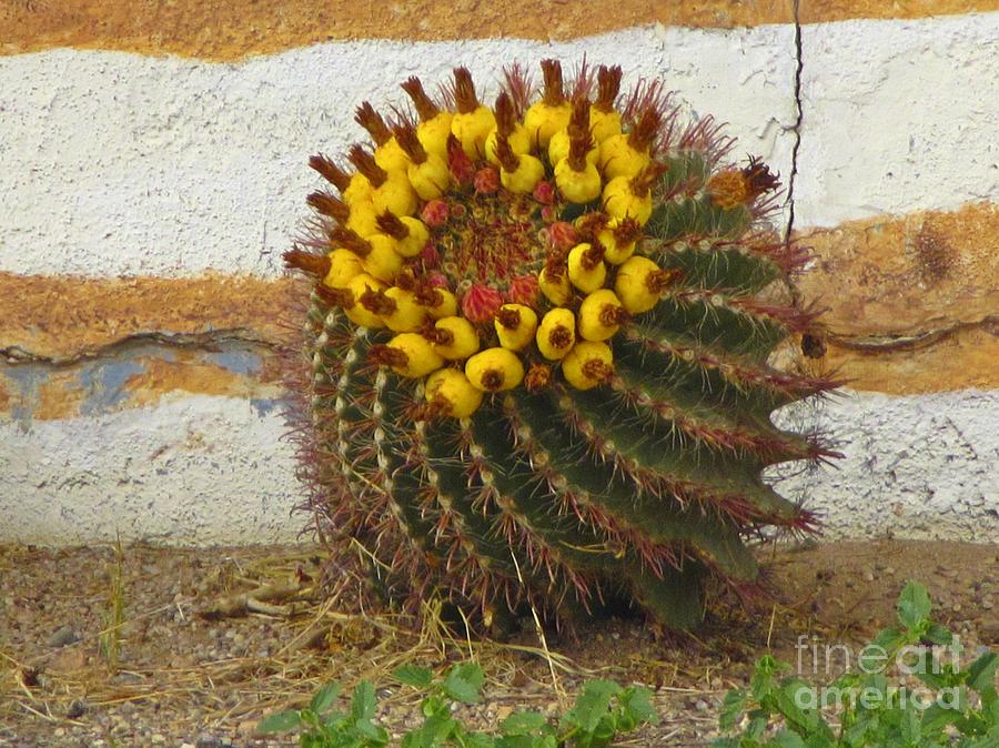 Flower Photograph - Beautiful Blooming Cactus by John Malone