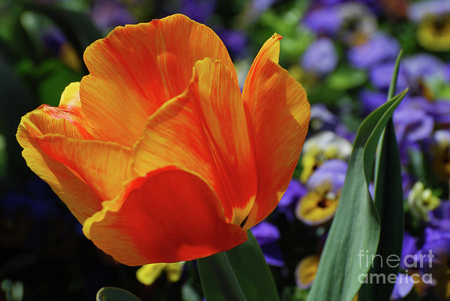 Beautiful Blooming Orange and Red Tulip Flower Blossom Photograph by DejaVu Designs