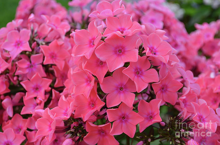 Beautiful Blooming Pink Garden Phlox Flowers in Full Bloom Photograph by DejaVu Designs