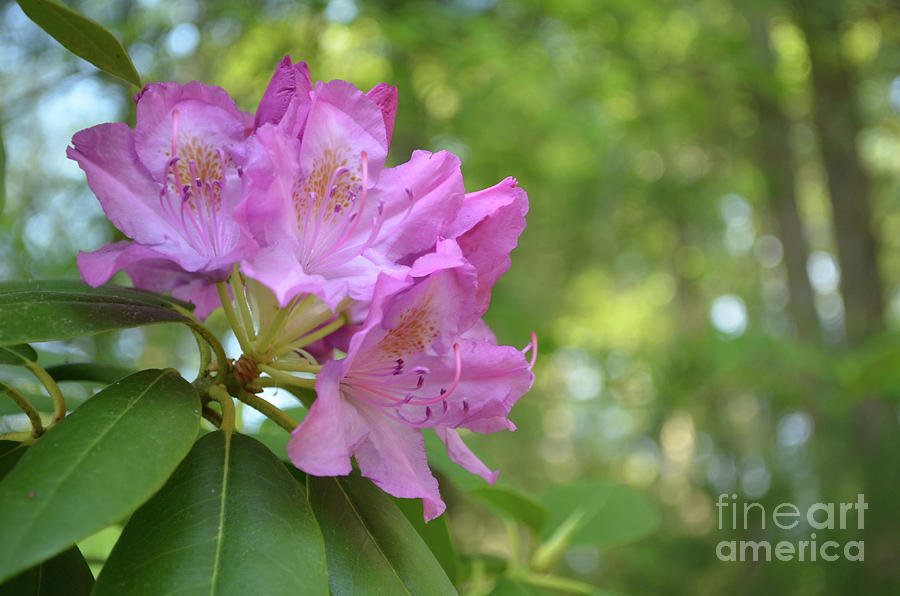 Beautiful Blooming Pink Rhododendron Flowers  Photograph by DejaVu Designs
