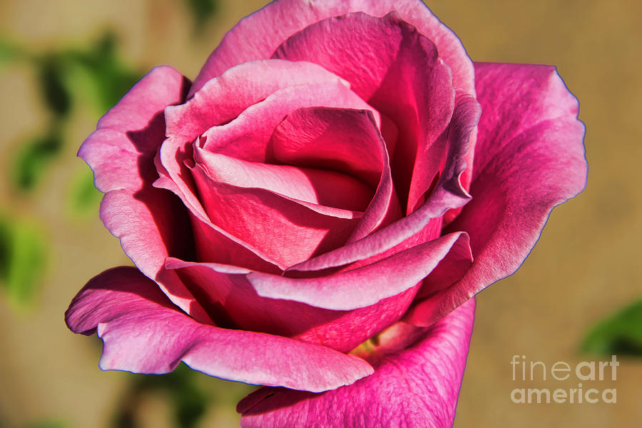 Beautiful Blooming Pink Rose Photograph by Mariola Bitner
