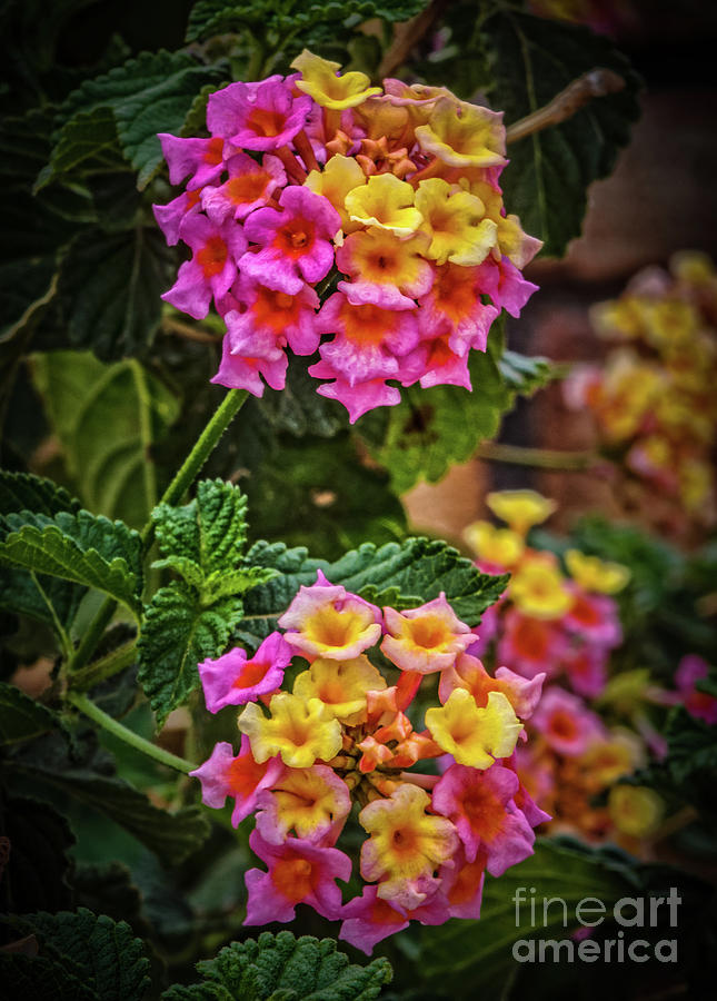 Beautiful Blooms Photograph by Robert Bales