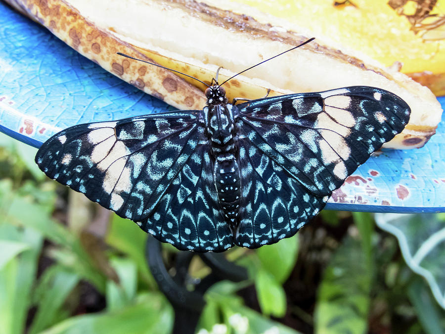 Beautiful Blue and White Butterfly Photograph by Bob Slitzan