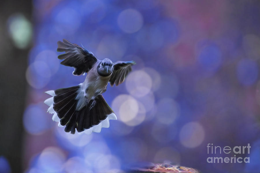 Beautiful blue bird coming in Photograph by Dan Friend