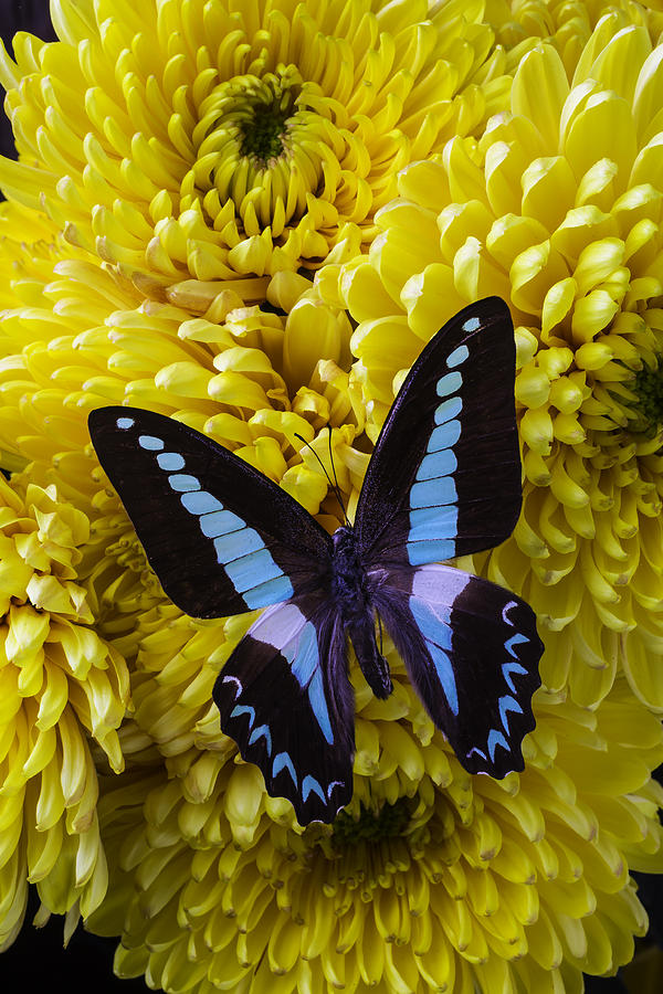 Beautiful Blue Black Butterfly Photograph by Garry Gay | Fine Art America