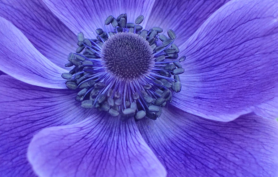 Beautiful Blue Photograph by Bobbie Devereux - Fine Art America