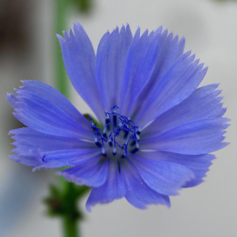 Beautiful Blue Chicory Bloom Photograph by M E