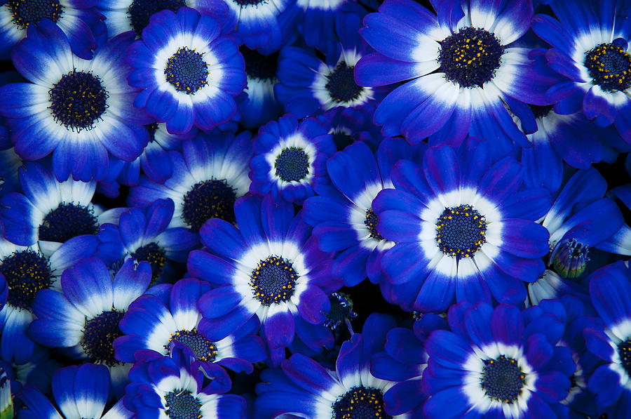 Beautiful blue cineraria Photograph by Elena Riim - Fine Art America