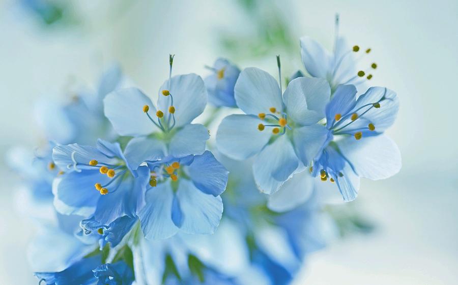 most beautiful blue flowers