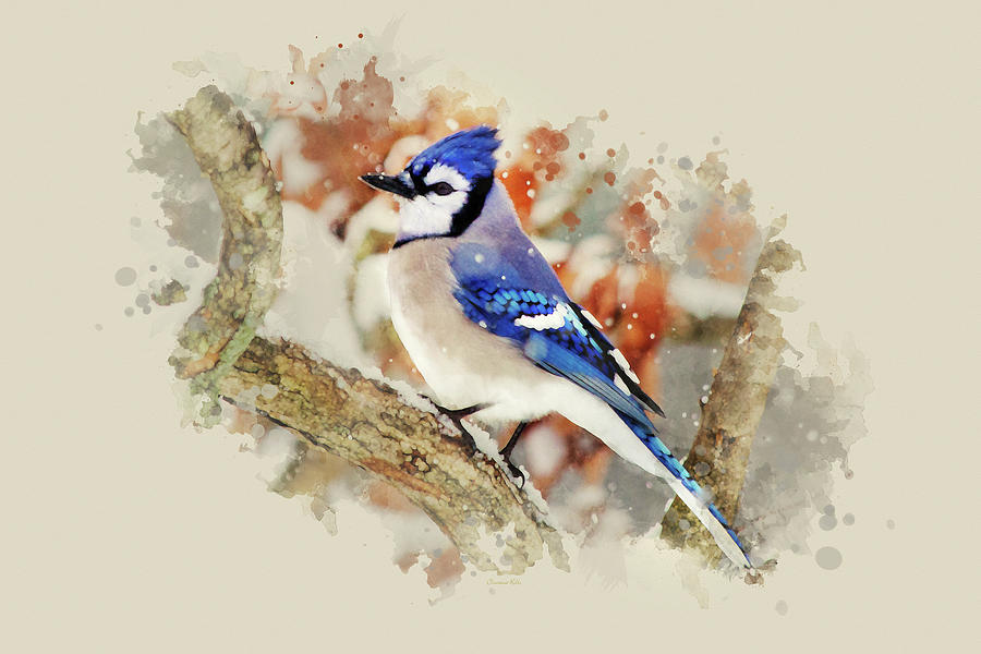 Blue Jay Mixed Media - Beautiful Blue Jay - Watercolor Art by Christina Rollo