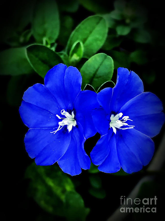 Beautiful Blue Photograph by JB Thomas