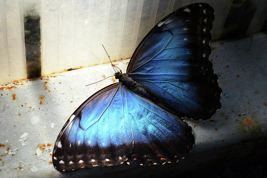 Beautiful blue majestic butterfly in light Photograph by Oana ...